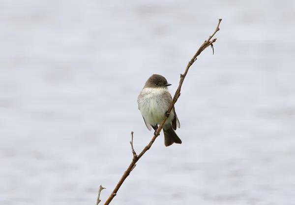 Perched Phoebe thumbnail