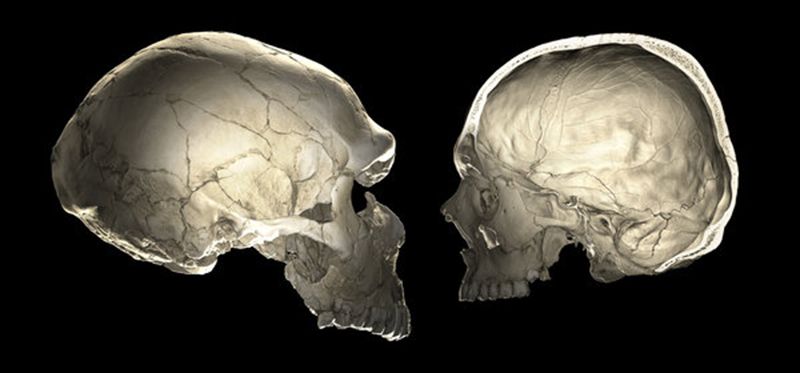 The shape, not size, of our ancestors' brains may have helped them outlast  Neanderthals - Los Angeles Times