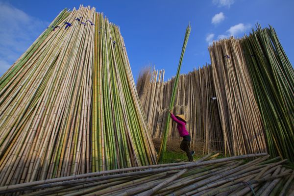 Bamboo Worker thumbnail