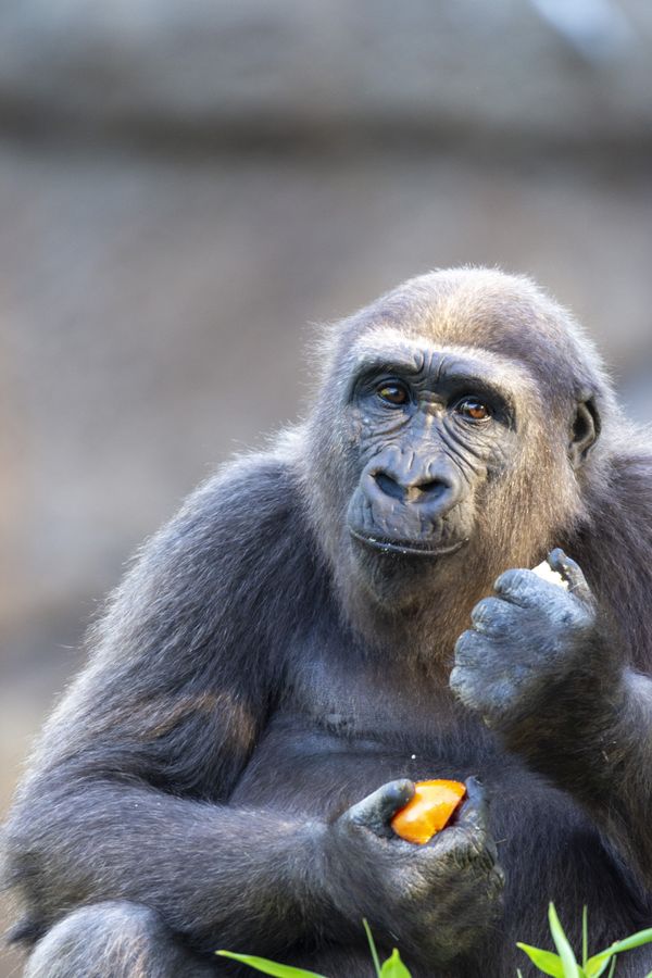 Primate Breakfast thumbnail