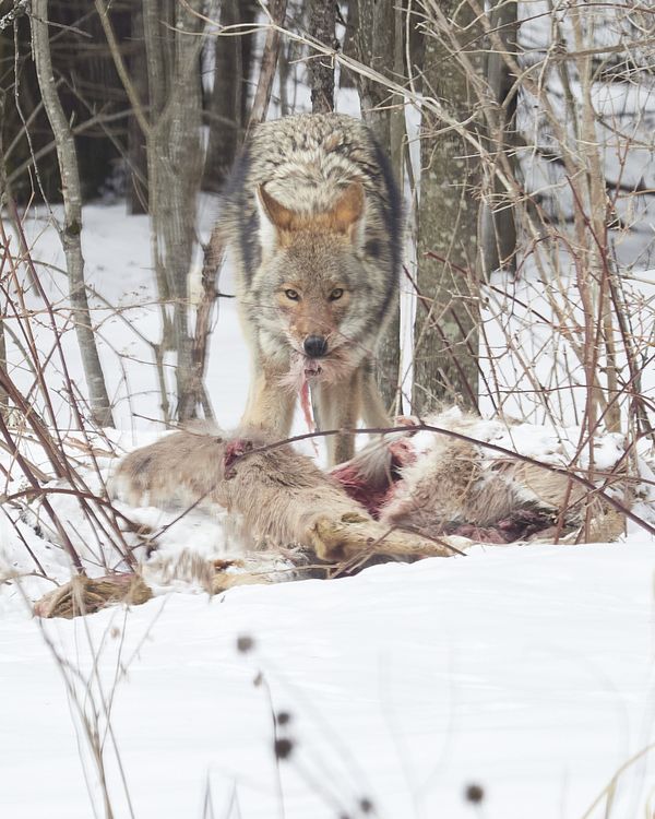 Coyote eating his prey thumbnail