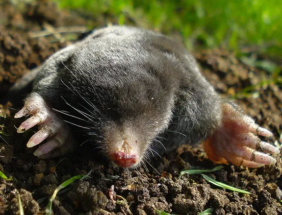 Moles Can Smell in Stereo | Smart News| Smithsonian Magazine