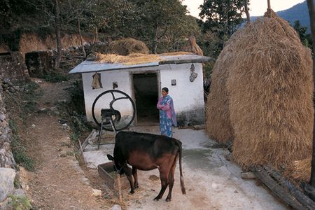 Is there room in the Terai Arc for people and wildlife? One win-win solution helped villagers replace forest-foraging cattle with a breed that produces more milk and is kept close to home.