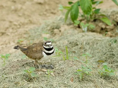Killdeer like to nest in wide open spaces in areas with good visibility. This is not the particular killdeer that almost derailed the music festival, but one look into those eyes and you know that it could have if it wanted to.