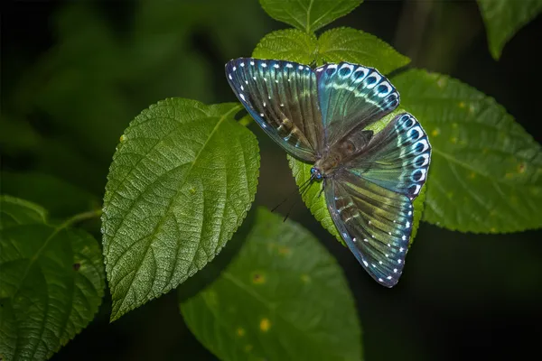 THE COLOR PALETTE OF NATURE thumbnail