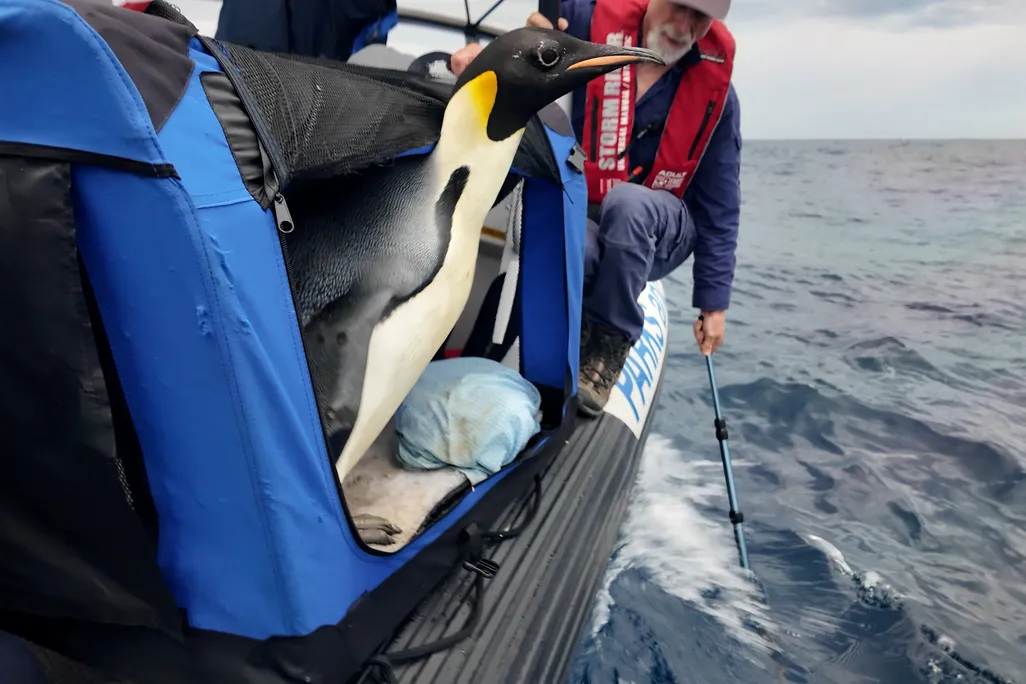 Penguin on a boat about to jump into the water