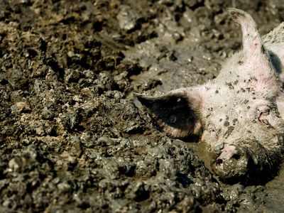 A pig appears to enjoy a refreshing bath.
