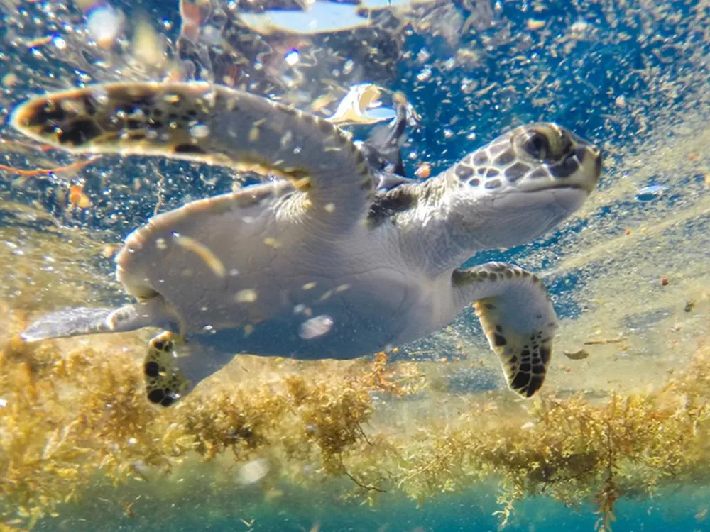 young green sea turtle 