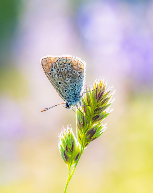 Dreamy morning thumbnail