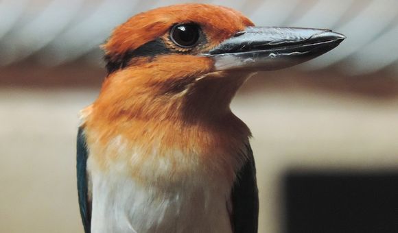 Female Guam kingfisher Giha at the Smithsonian Conservation Biology Institute. Guam kingfishers are extinct in the wild, but scientists are working to change that by breeding the species for release in the near future.
