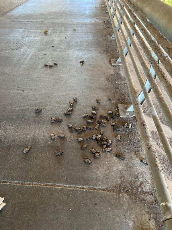 Bats on the ground