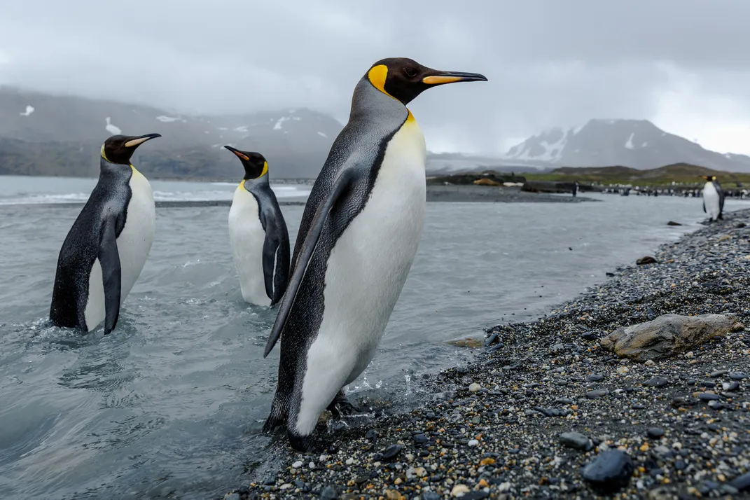 9 - Penguins seemingly pose proudly for a picture at South Georgia Island’s Gold Harbor.