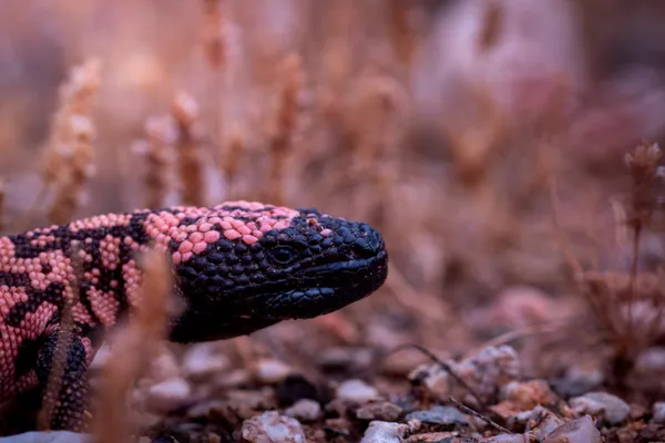 Gila Monster Monsoon thumbnail