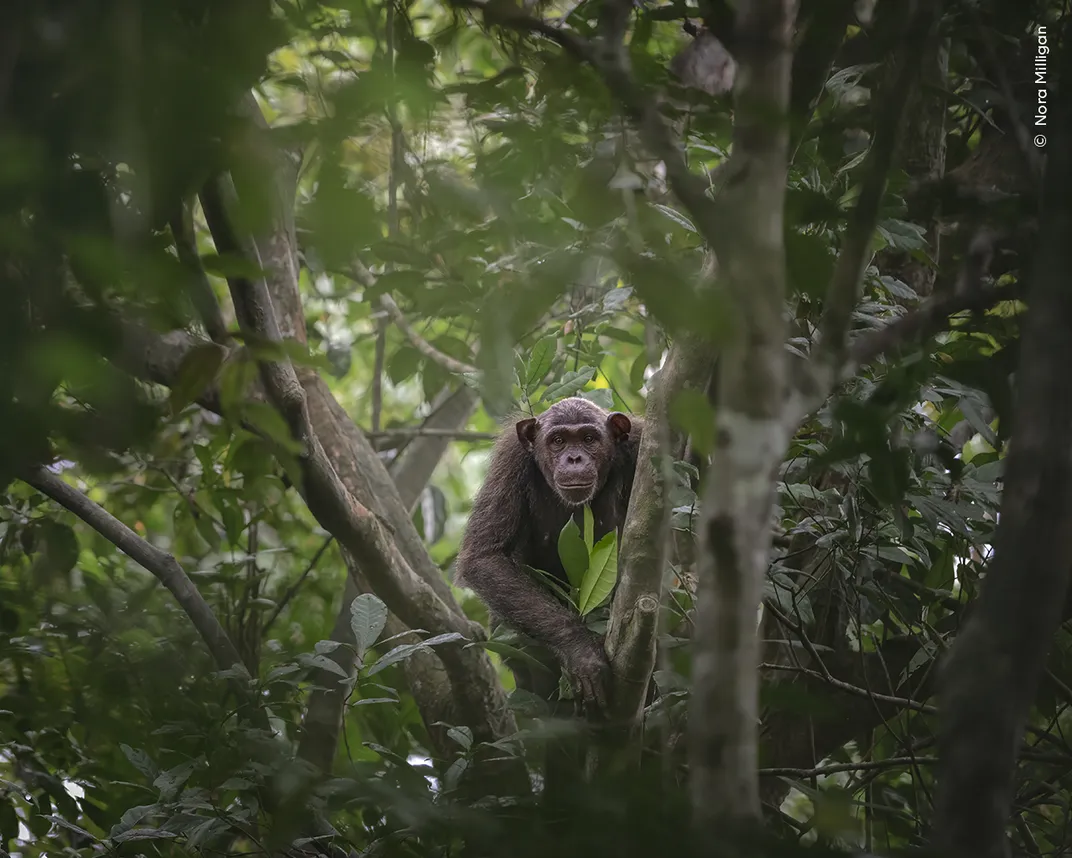 a chimp on a tree in a forest, framed by the branches