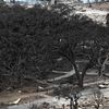 Will Maui's Beloved 150-Year-Old Banyan Tree Survive the Scorching Wildfires? icon