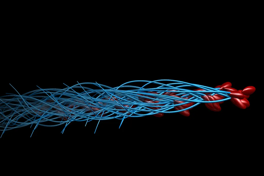 Sperm Illusion