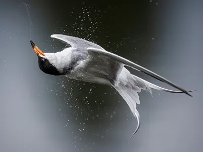 See 12 Captivating Bird Images From the Audubon Photography Awards image