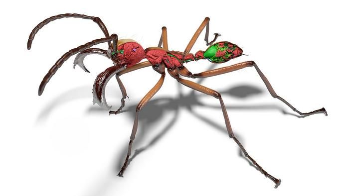 a 3D image of an ant