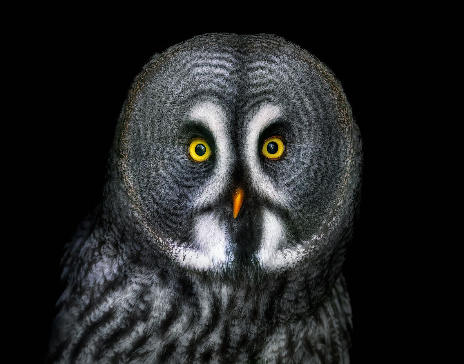 See 15 Stunning Photos of Superb Owls to Kick Off This Year's Super ...