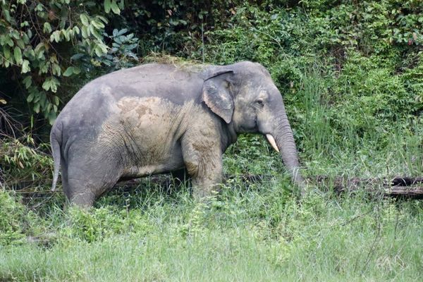 Grace in the Wild thumbnail