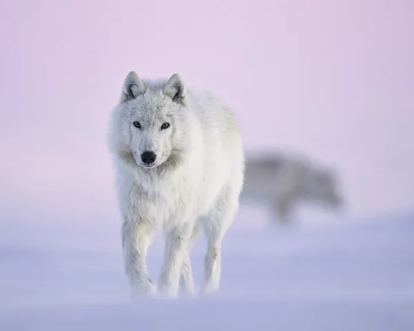 The curious Arctic Wolf thumbnail