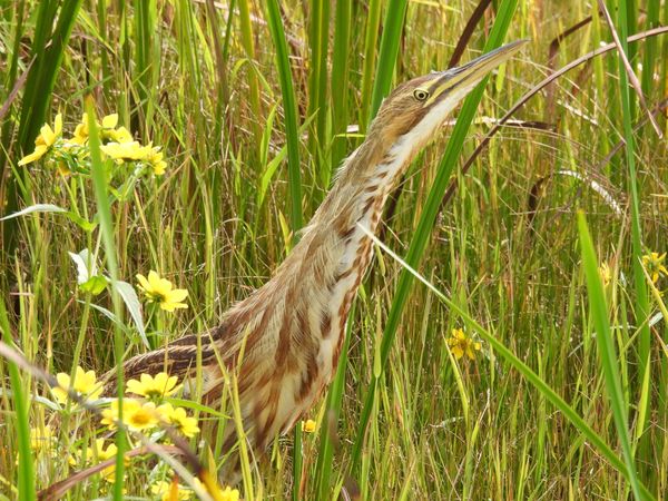 American Bittern on the hunt for food. thumbnail