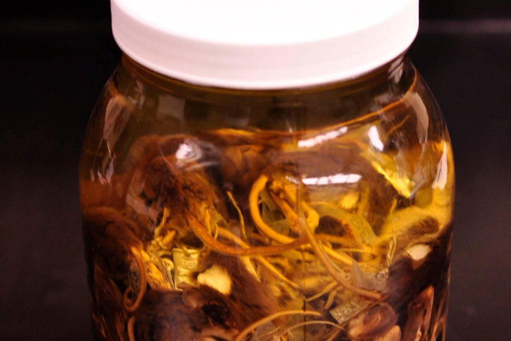 Jenks' Mice in a Jar