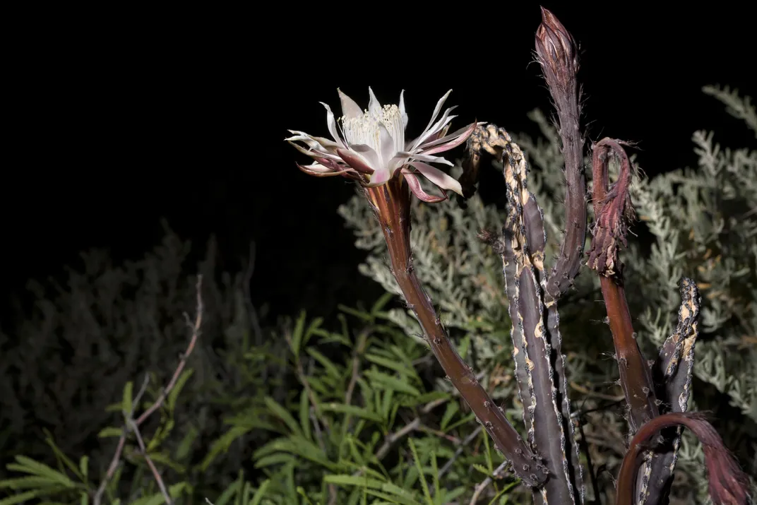 Green Space: Insomniac cereus blooms once a year