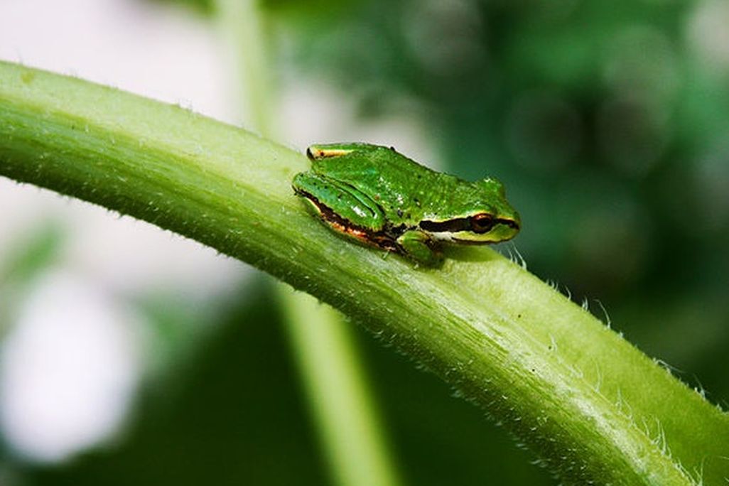 20130730083023frog.jpg
