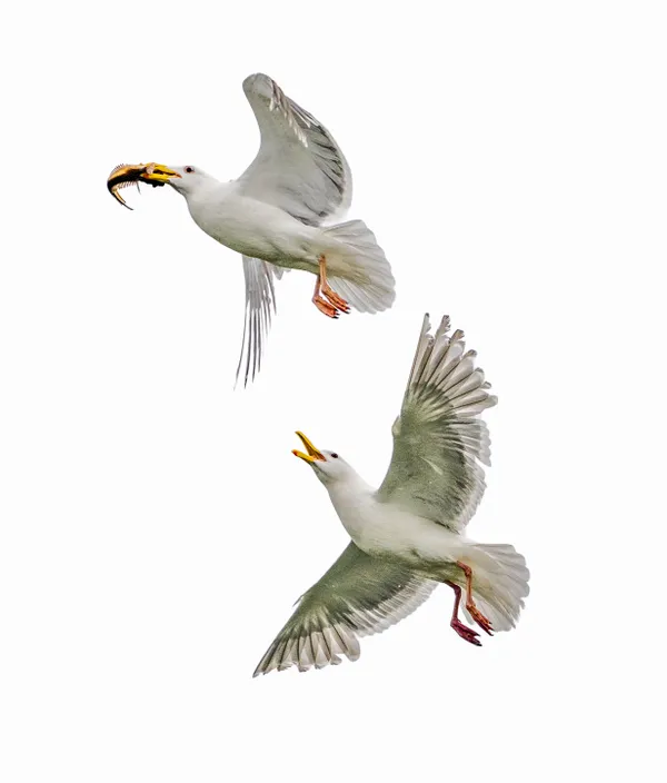 Two Gulls thumbnail