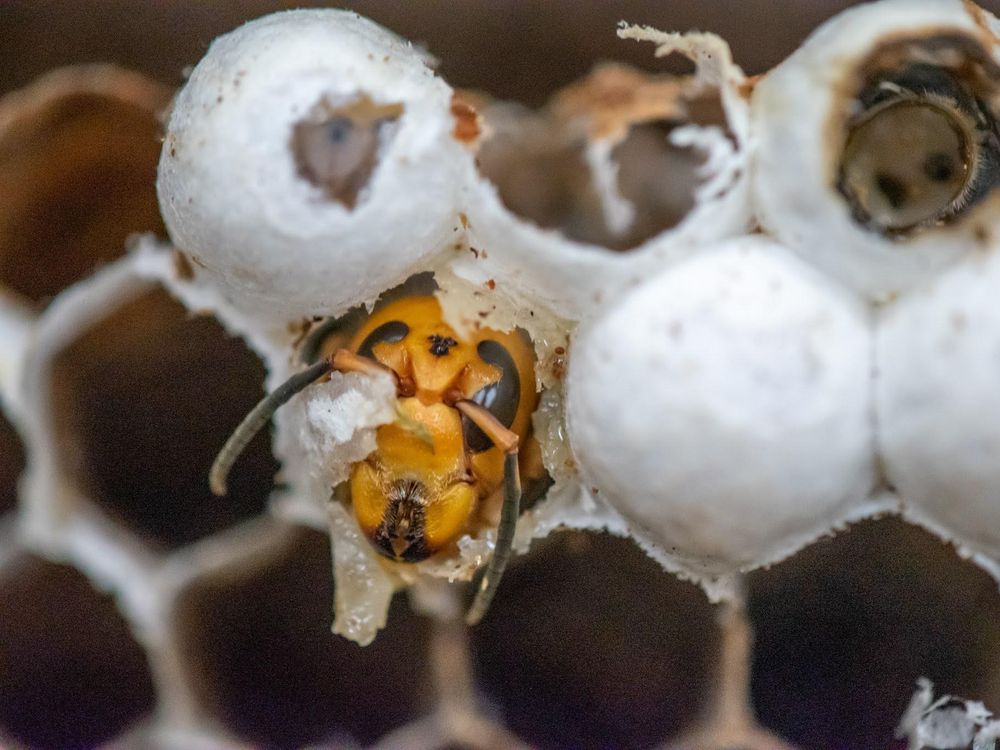 Asian giant hornet inside comb