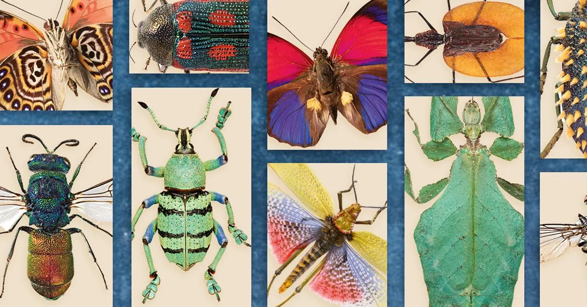 The World's Most Interesting Insects | Science | Smithsonian Magazine