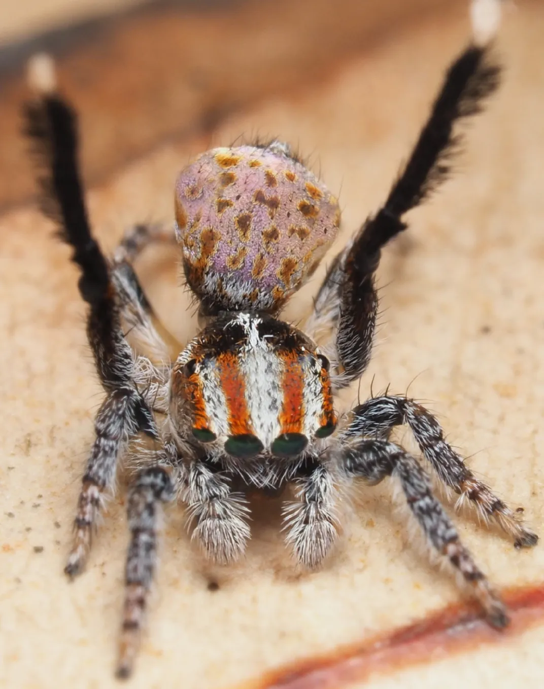 Dinner and a Show: Peacock Jumping Spider