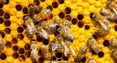 "It's a crisis on top of a crisis," says May Berenbaum about the honeybee decline.