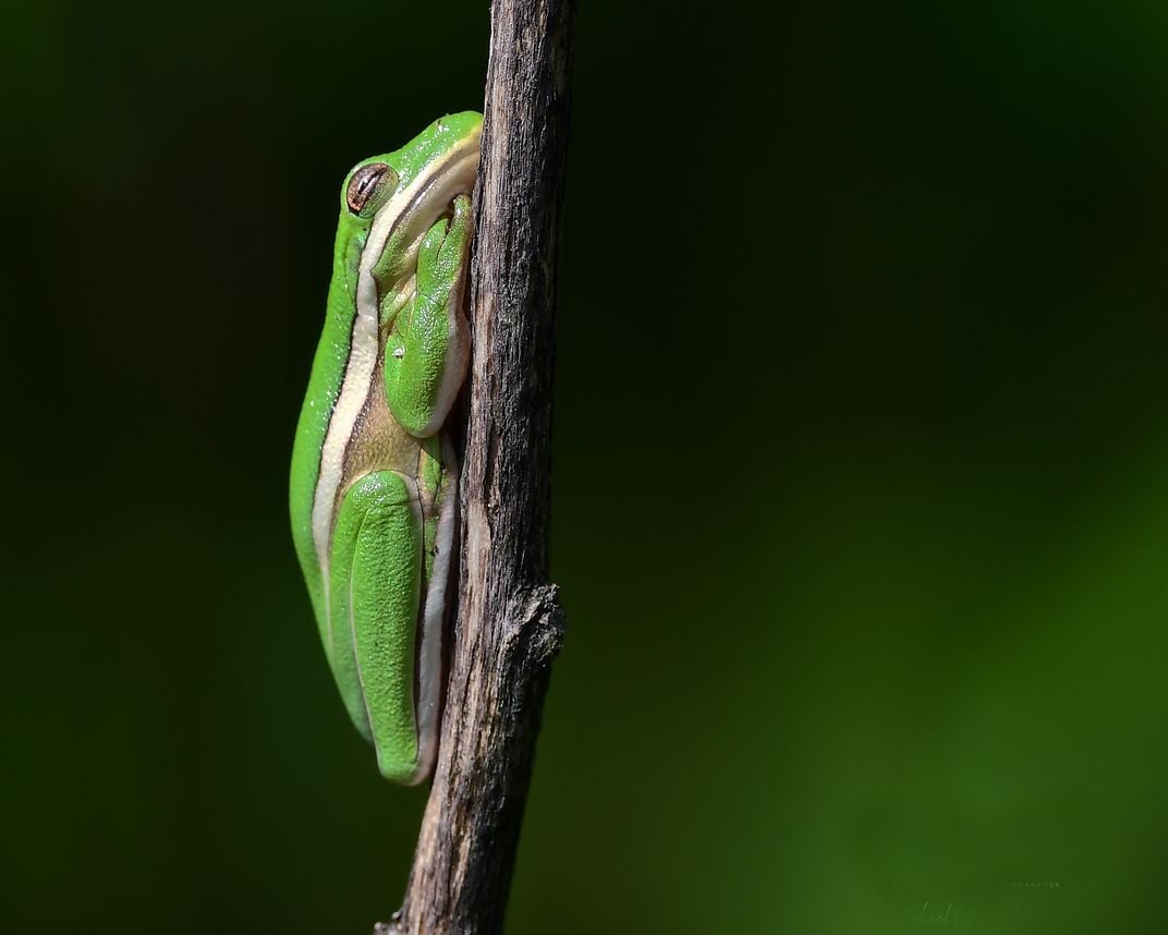 A frog sleeping on a branch