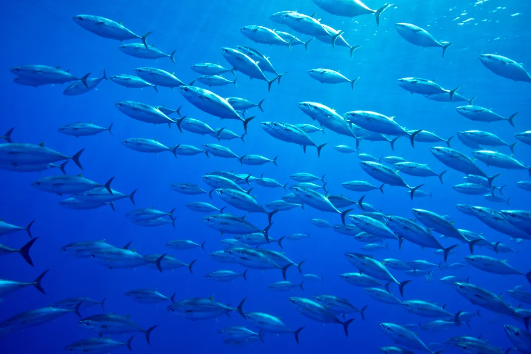 A school of Atlantic bluefin tuna swimming in the ocean.