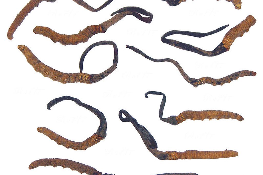 Yarsagumba