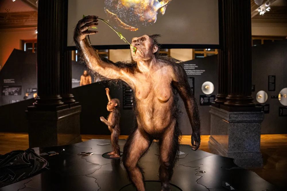 Lucy and Selam as reconstructions in a museum, Lucy holds a green leaf up to her mouth