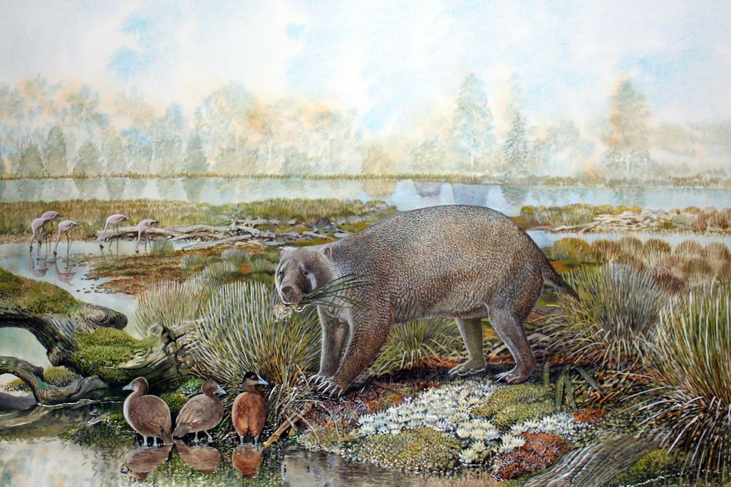Extinct wombat cousin