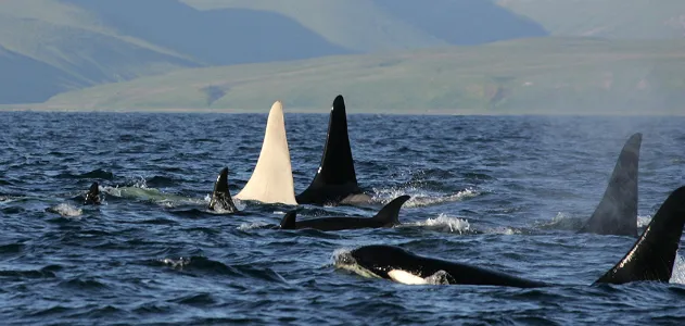 The rare all-white orca whale was spotted swimming with its pod.
