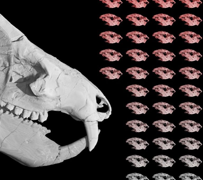 Kayentatherium