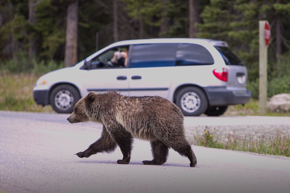 Grizzly Bear on Road