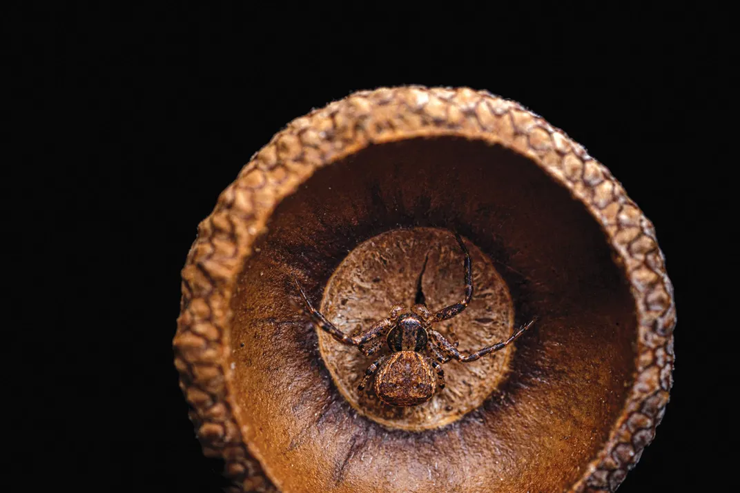 Spider resting inside of acorn 