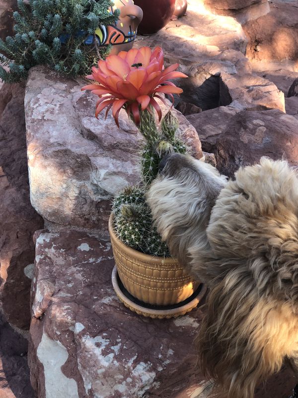 Tilly Sniffs Cactus Flowers & Bee thumbnail