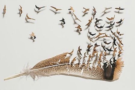 Turkey feather