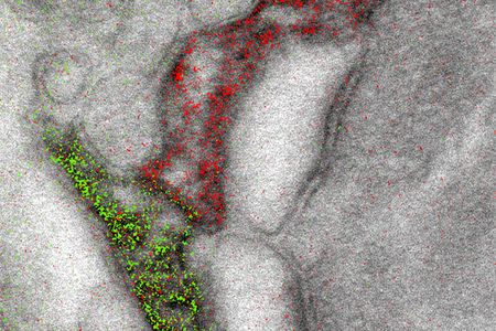 The technique is sort of a combination of light microscopy, which bounces light off of objects, and electron microscopy, which bounces electrons off of objects.