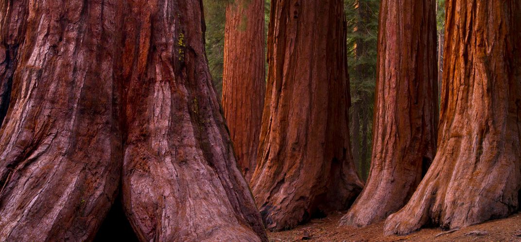 Trunks of Giant Sequoia