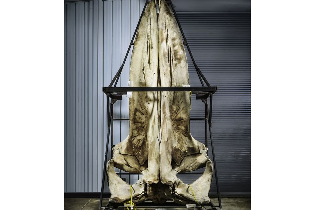 Blue Whale Skull