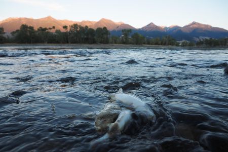 In the past few weeks, thousands of fish have gone belly-up.