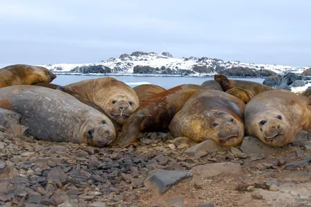 Southern elephant seals normally live in the South Atlantic, often as far south as Antarctica. These are young male Southern elephant seals from the South Shetland and Anvers islands, Antarctica. (Daniel Costa / University of California, Santa Cruz under the National Marine Fisheries Service permits (numbers 87-1593 and 87-1851-00) and ACA authorization)